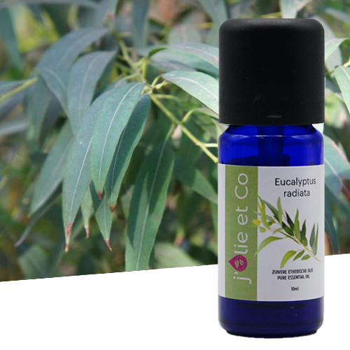 Naturactive Huile Essentielle Eucalyptus Radié BIO